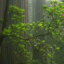 trees, forest, redwoods, rhododendron, viewes, Fog