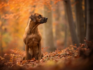 Leaf, dog, Rhodesian ridgeback
