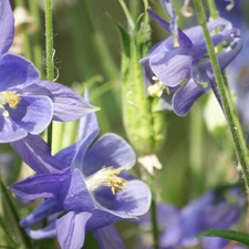 Columbines, Flowers, purple