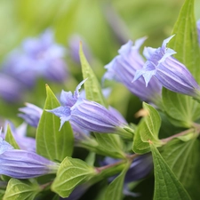 purple, Flowers, leaves, ringtones