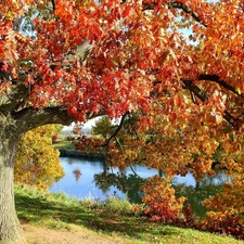 Old car, oak, River, Autumn