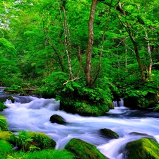 forest, River