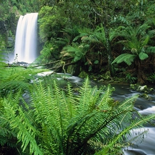 River, landscape, jungle