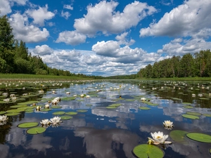 River, woods, clouds, trees, Sky, Water lilies, White, viewes