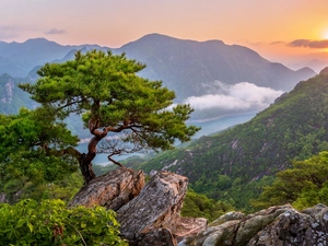 River, trees, South Korea, pine, Sunrise, rocks, Mountains, Fog