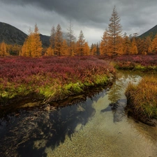 Magadan Circuit, Russia, autumn, Mountains, Kolyma River, VEGETATION, trees, viewes, forest