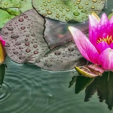 River, lilies, water