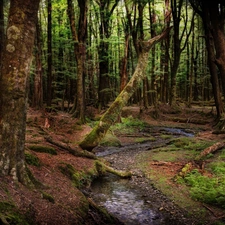 New Zeland, forest, River