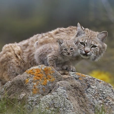 Rock, lynx, an