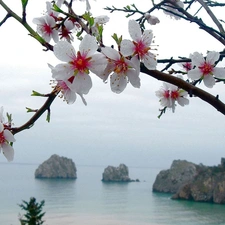 flower, lake, rocks, trees