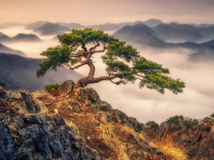 pine, rocks, Fog, trees, Mountains