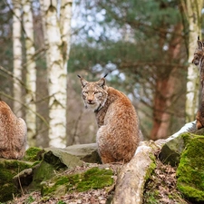 rocks, lynx, forest