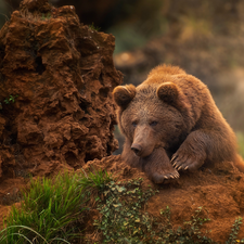 grass, Brown bear, Rocks