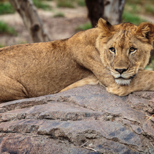 Lioness, Rocks