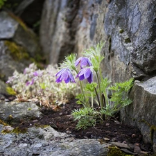 rocks, Flowers, pasque