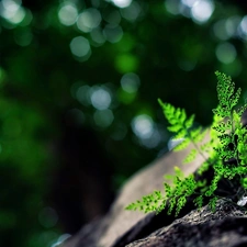 Rocks, Close, plant