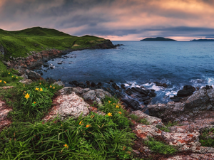 rocks, The Hills, Russia, Plants, Seaside, coast, Japanese Sea, Flowers
