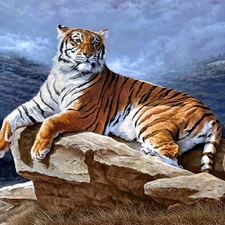 tiger, rocks