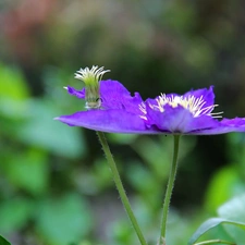 Violet, White, rods, Colourfull Flowers