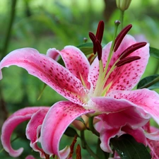 rods, Pink, lilies