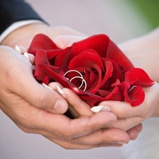 Women, hands, rose, a man