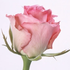 blooming, pink, rose, bud