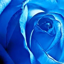 Blue, rose