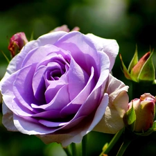 donuts, Colourfull Flowers, rose