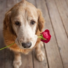 dog, red hot, rose, floor