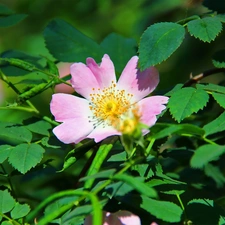 Colourfull Flowers, Wild, rose