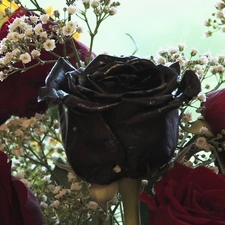 rose, Gipsówka, roses, black, Red