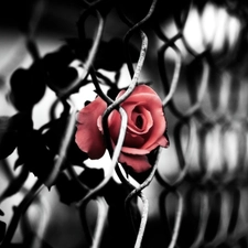 rose, Metal, net