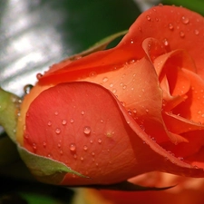 rose, Lonely, Orange