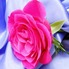 Pink, rose