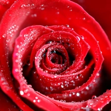 dew, red hot, rose