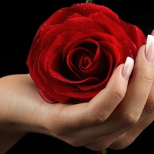 hand, red hot, rose