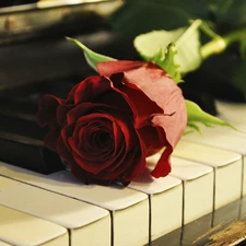 keyboard, red hot, rose