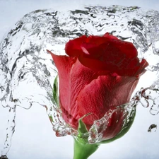 water, red hot, rose