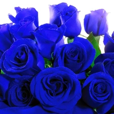 Blue, roses