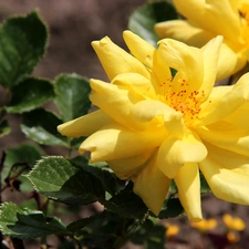 roses, Yellow, developed