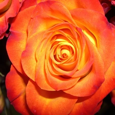 Orange, roses