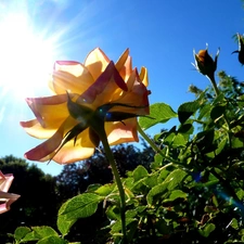 Sky, sun, roses, rays