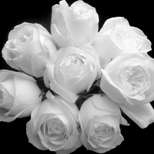 Black and white, bouquet, roses