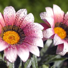 Rosy, Flowers, drops