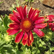 Colourfull Flowers, drops, Rosy, gaillardia aristata