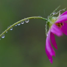 Violet, drops, Rosy, Cosmos