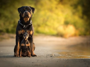 Rottweiler, miniature Pinscher