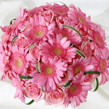 bouquet, Gerbers, rouge, pink