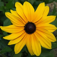 Rudbeckia brilliant