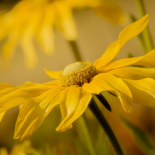 Yellow, Rudbeckia, rapprochement, Colourfull Flowers